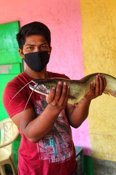 big wallago attu fish in hand of young fisherman monster wallago attu  catfish in hand