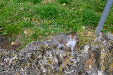 Squirrel in the grass of Valentino Park in Turin