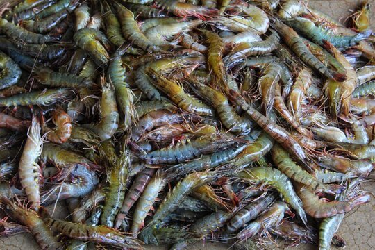 Fish carb and prawn sale in Indian fish market hd