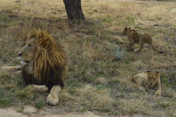 Lion and his children