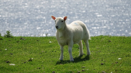Obraz premium Lamm in den schottischen Highlands