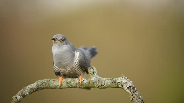 Common cuckoo bird on the branch	