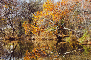 autumn leaves on the river