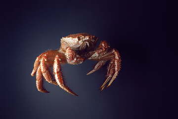 Japanese horsehair crab. Close-up of boiled crab with legs.