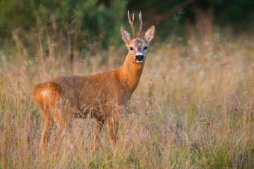 Roe deer buck standing on dry field in summertime nature
