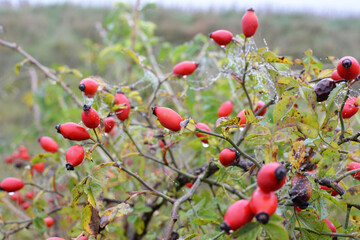 Berries ripen on the branch of a dog rose bush