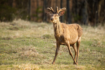 Alert red deer with new velvet antlers looking on field.