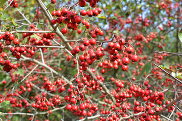 Obraz premium Ripened hawthorn berries