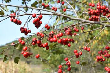 Ripened hawthorn berries