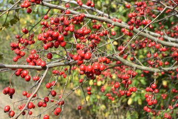 Obraz premium Ripened hawthorn berries