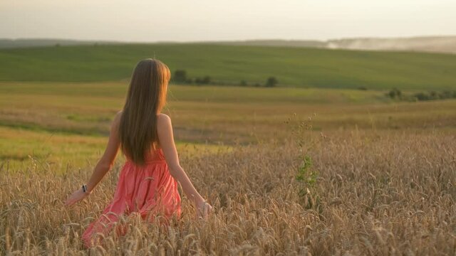 Back view of long haired happy young woman walking on golden wheat field at warm summer evening.