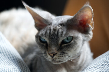 grey Devon Rex cat