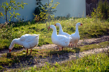 A herd of geese walks in nature near the farm. White geese graze on a pasture in the tall grass. Pets in the meadow on a sunny day.