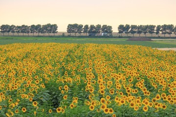 Fototapeta premium a big field with yellow sunflowers and a row of trees in the countryside in zeeland, the netherlands in summer