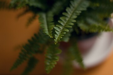 closeup view of a fern nephrolepsis plant on a wooden table in the kitchen