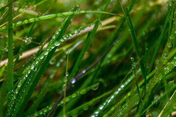 drops of morning dew on grass during the summer season in Iceland