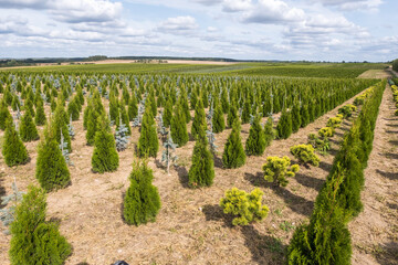 Fototapeta na wymiar rows of young conifers in greenhouse with a lot of plants on plantation