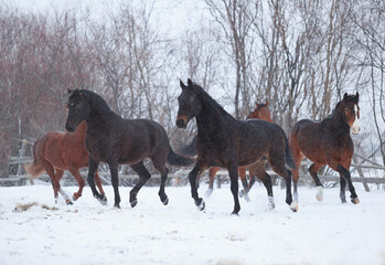 Naklejka na ściany i meble horses in winter