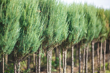 rows of young conifers in greenhouse with a lot of plants on plantation