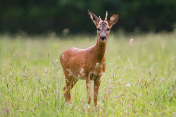 Young Roebuck with small, irregular antlers