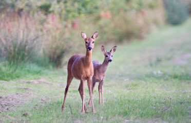 Roe deer, mother and child
