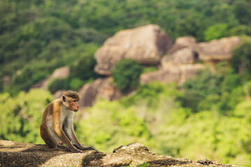 The toque macaque is a reddish-brown-coloured Old World monkey endemic to Sri Lanka, where it is known as the rilewa or rilawa. sitting at the edge of a cliff 