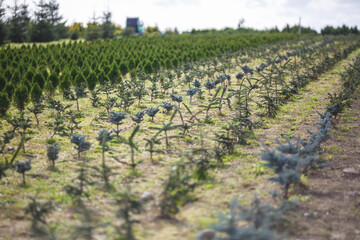 rows of young conifers in greenhouse with a lot of plants on plantation