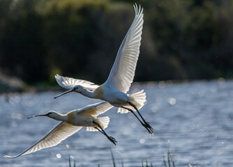 Spatola bianca in volo