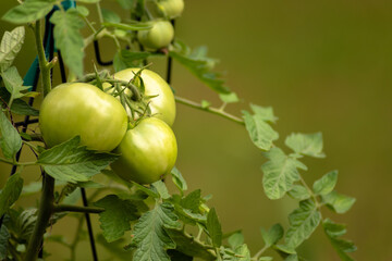 Green tomatoes on vine in home garden with green background,  Copy space