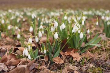 Snowdrops flower in spring