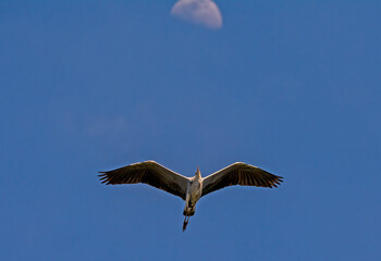 L'airone cenerino e la luna