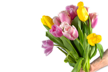 Tulips in a field of tulips. Bright tulips. Colorful tulip flower in the garden. Beautiful tulips on a white background. Isolate. Banner. Place for text