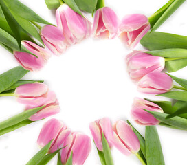 Tulips in a field of tulips. Bright tulips. Colorful tulip flower in the garden. Beautiful tulips...