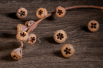 Eucalyptus gum nuts on the dried branch on dark wooden background .