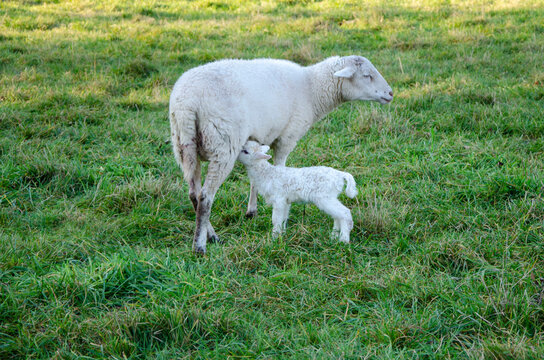 wei&szlig;es lamm