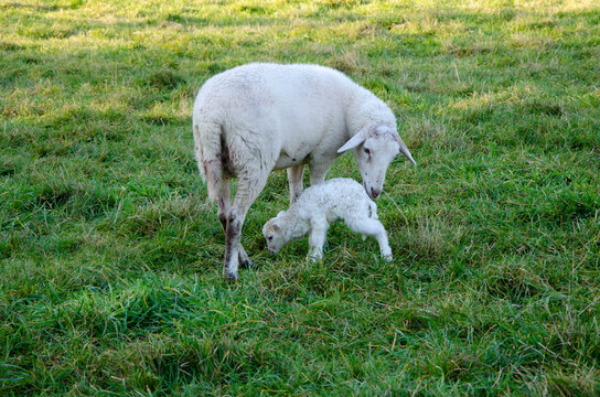 wei&szlig;es Lamm auf der Wiese
