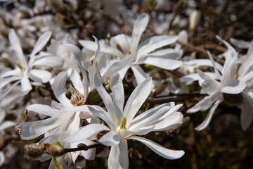 Fototapeta na wymiar blühende magnolie