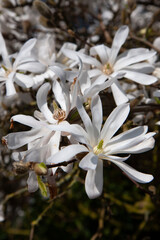 Fototapeta na wymiar blühende sternmagnolie magnolie