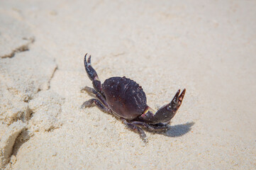 Sea crab protecting himself on the sandy shore