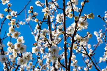 Japanese plum (Prunus mume), beautiful white blossoms on a blue sky background in Tokyo