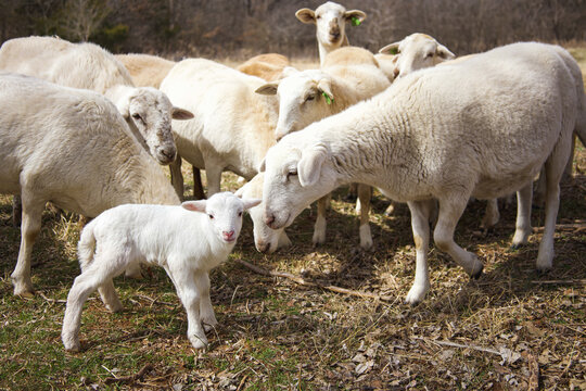 The flock of sheep are very curious to watch this adorable ewe on its first day on earth 