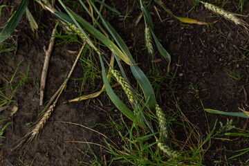 green ears of wheat on the ground