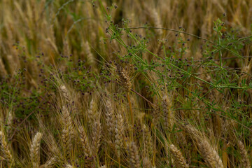 Fototapeta premium unripe wheat ears in an agricultural field in clear weather