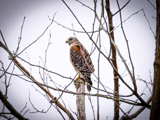 Red Shouldered Hawk in Florida