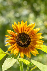 Single yellow and orange sunflower with natural bokeh background