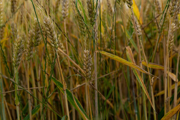 unripe wheat ears in an agricultural field in clear weather