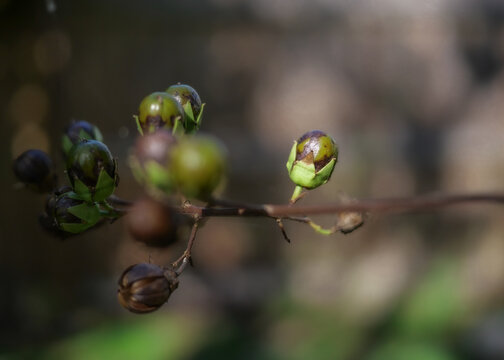 Crepe Myrtle Berry Seeds
