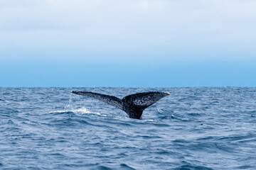 Humpback whale tail, Isla de la Plata (Plata Island), Ecuador