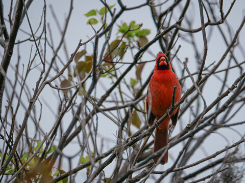 Red Cardinal in Tree