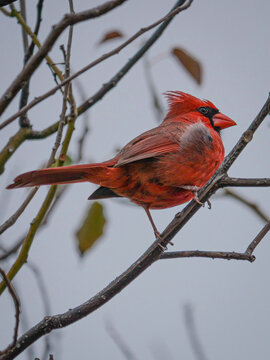 Red Cardinal on Branch in Orlando